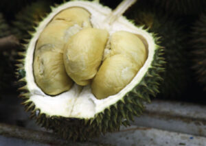 Sultan Durian D24