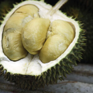 Sultan Durian D24
